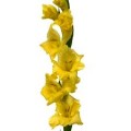 Gladiolus - Yellow